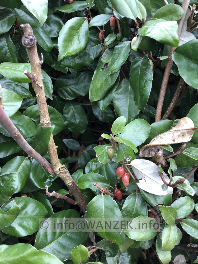 Elaeagnus multiflora 02.JPG